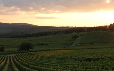 Montemaggiore Wine and Countryhouses